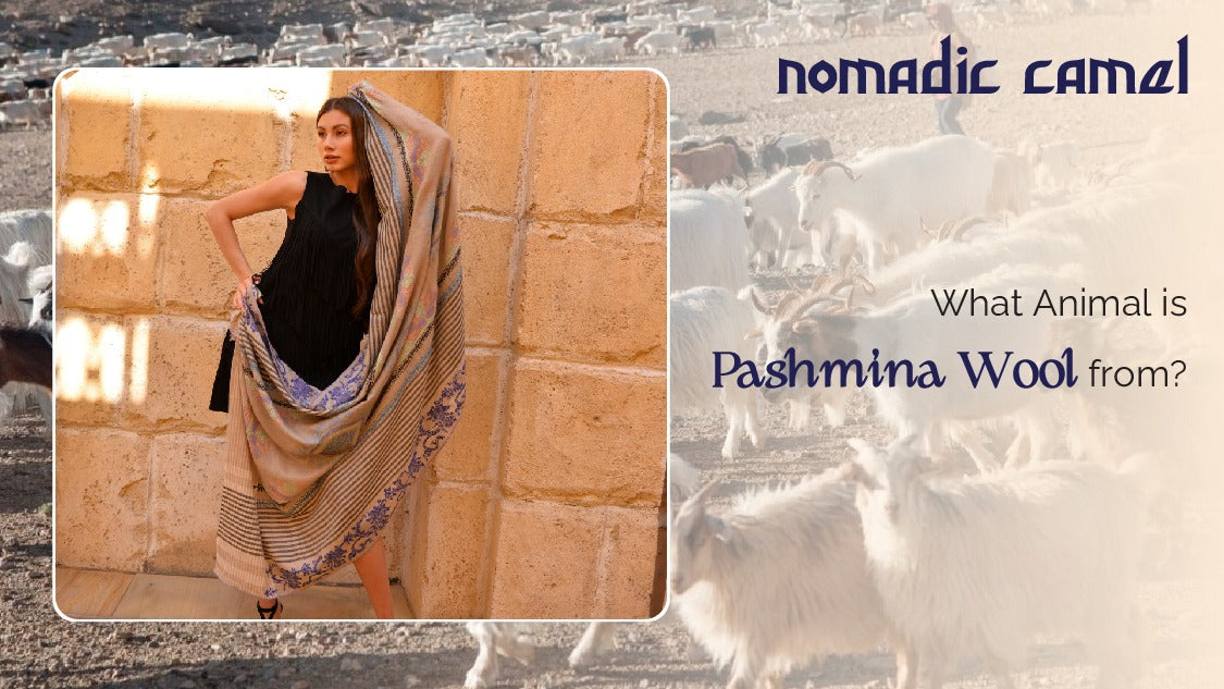 from which animal wool for pashmina shawls is obtained
